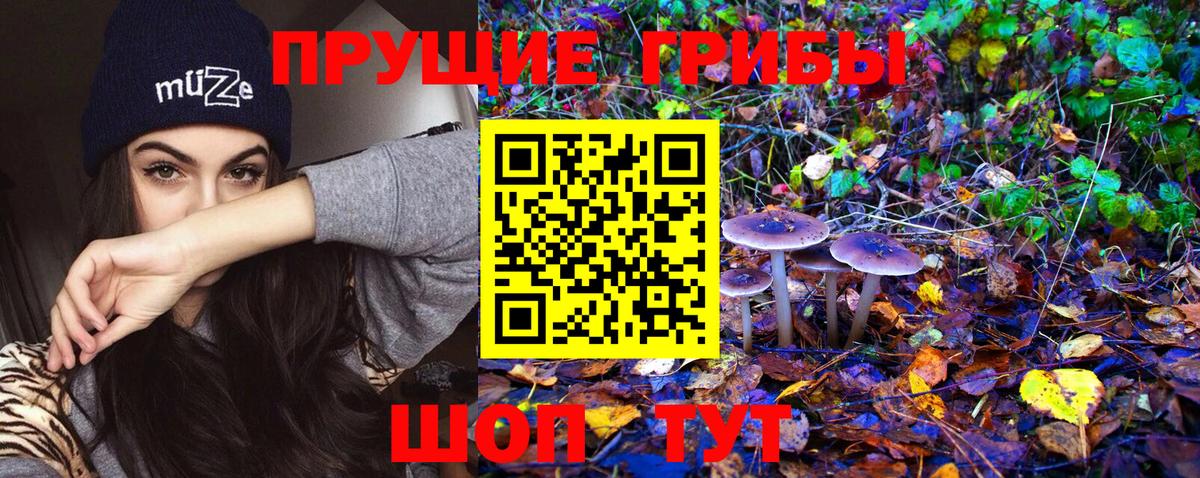 Воткинск  Галлюциногенные грибы Psilocybine cubensis  Вход с VPN 